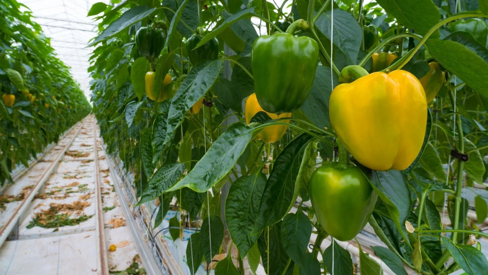 Bell peppers in greenhouse rows