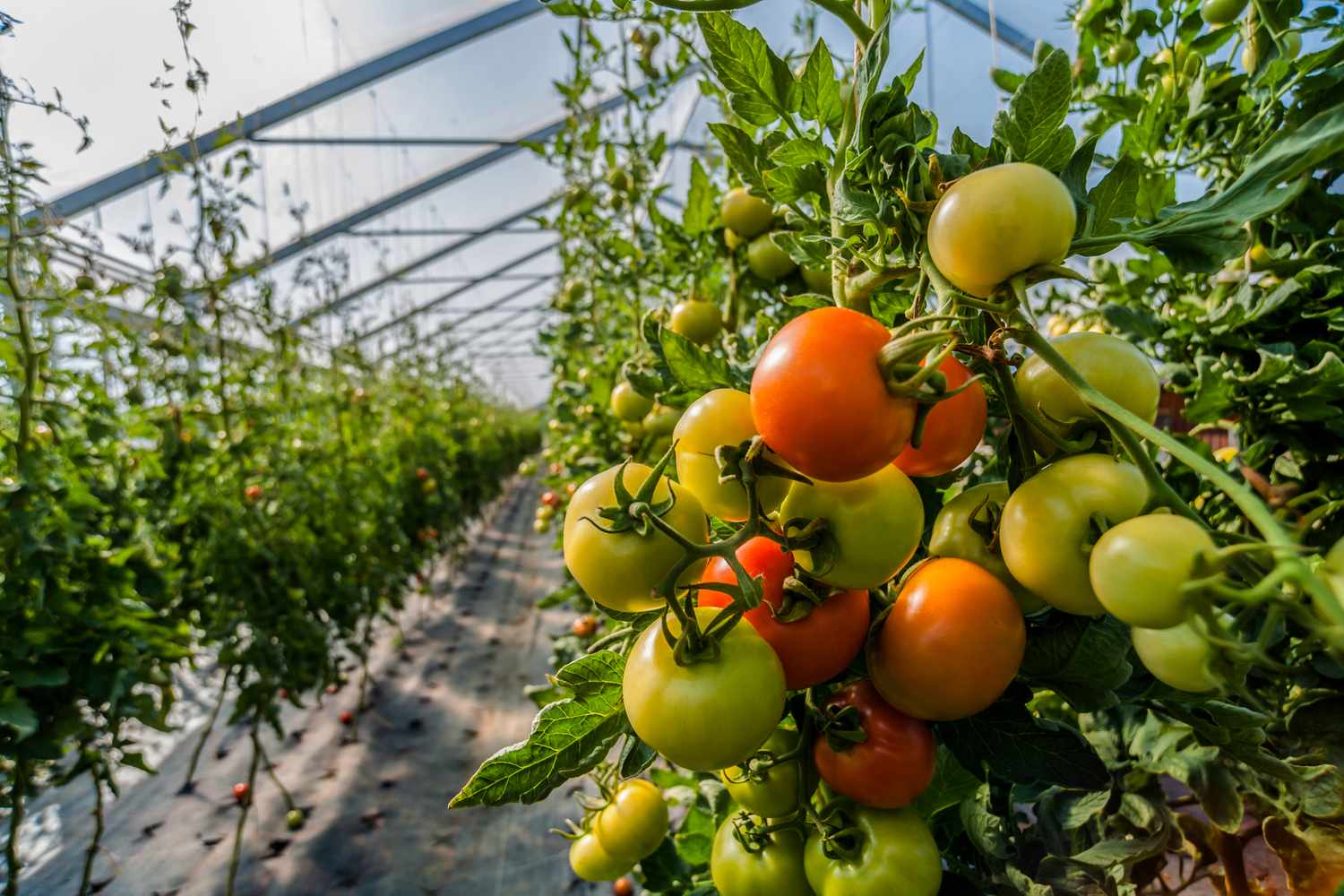 Tomatoes growing indoors in a greenhouse