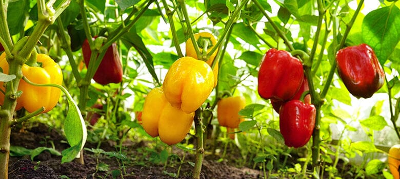 Bell peppers growing in greenhouse